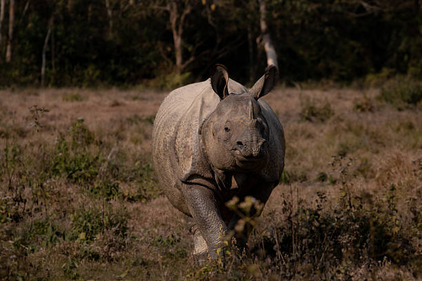 istock One Horn Rhinoceros in the Wild 2234671121