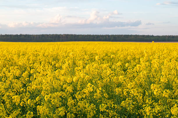 istock Rapeseed field against the sky 2234672379
