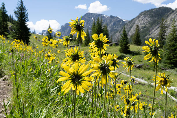 istock Heads of owl's claws flower 2234672703