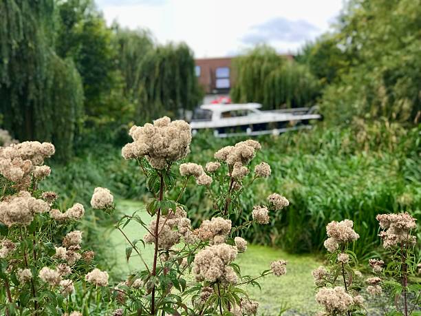 Tall wildflowers in the foreground and a calm canal with a small boat in the background, illustrating peaceful nature and riverside charm.