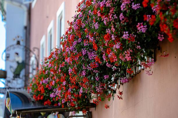 Grindelwald, Switzerland - Oct 13, 2025. Wooden balcony full of red geraniums in the beautiful village of Grindelwald, Switzerland.