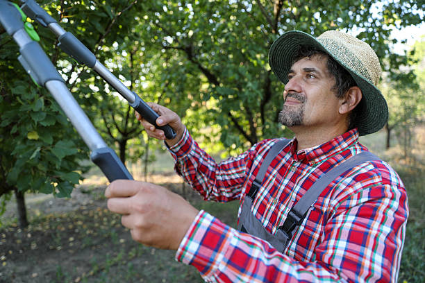 istock Man Trimming Branches In Sunlit Orchard Garden 2234673992