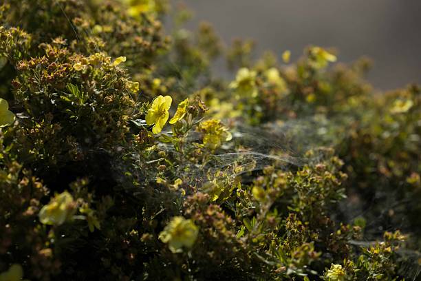 Yellow wildflowers with spider web