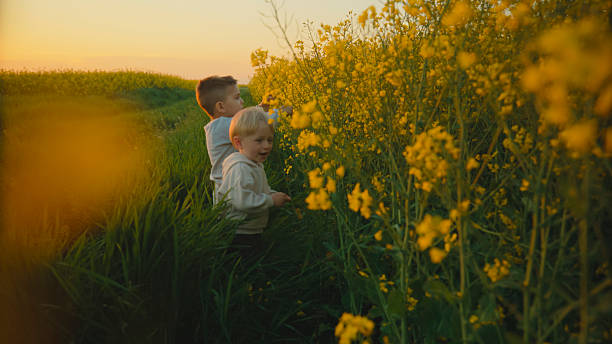 istock Two Brothers Playing in a Rapeseed Field at Sunset 2234675357