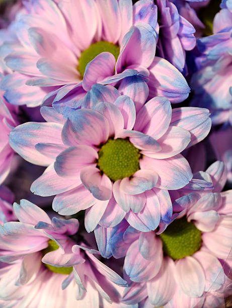 Closeup of beautiful small vibrant fresh flowers in a sustainable greenhouse. Springtime flowers. Fresh flowers. Flower background.