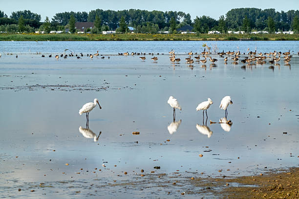 istock New nature in the Netherlands 2234685717