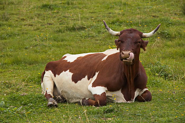 Dairy cow on alpine pastures over Lofer, Austria, Europe