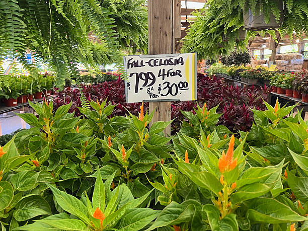 istock Fall Celosia Plants for Sale 2234688573