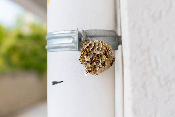 istock Wasp nest with insects and larvae 2234690980