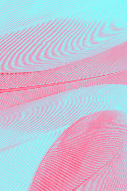 Macro photo pink cyan feathers, natural pattern fine texture and soft lines, abstract nature background. Bright colored composition for beauty, fashion, spa, design concepts. Aesthetic beauty nature