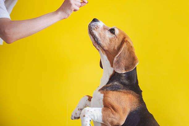 istock beagle dog asks for food 2234697078