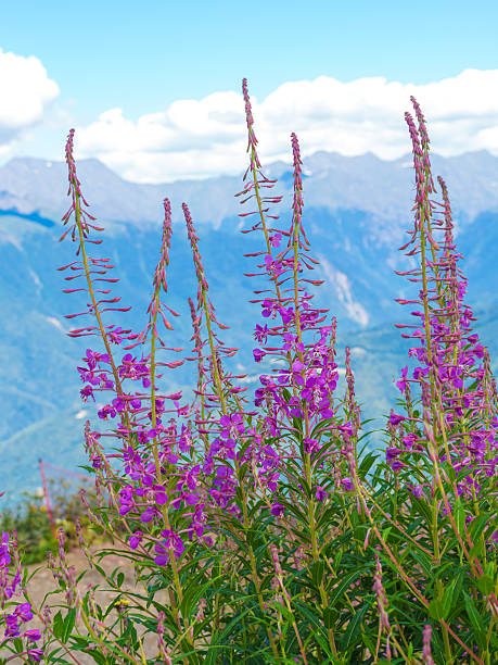 istock Fireweed - Epilobium angustifolium in the mountains in summer 2234697350