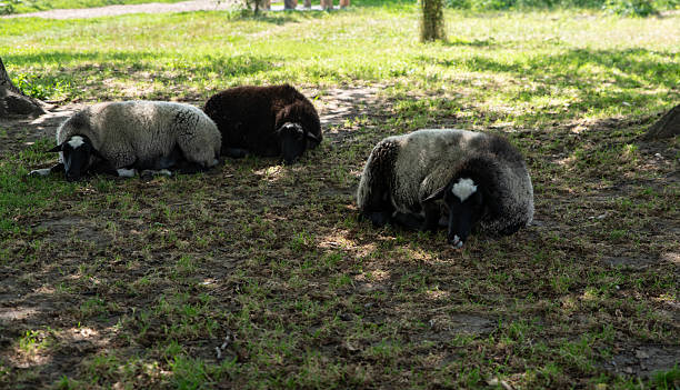 istock sheep roaming freely in the village 2234700850