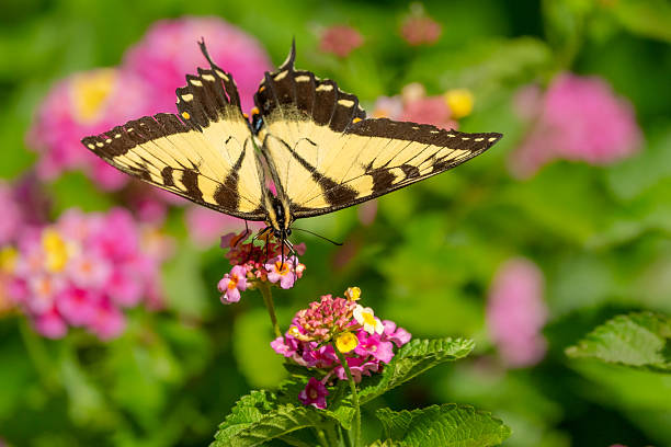 A male Eastern tiger swallowtail butterfly feeding on a lantana