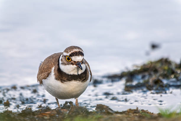 istock Little ringed plover (Charadrius dubius), bird standing on the lake shore 2234702647
