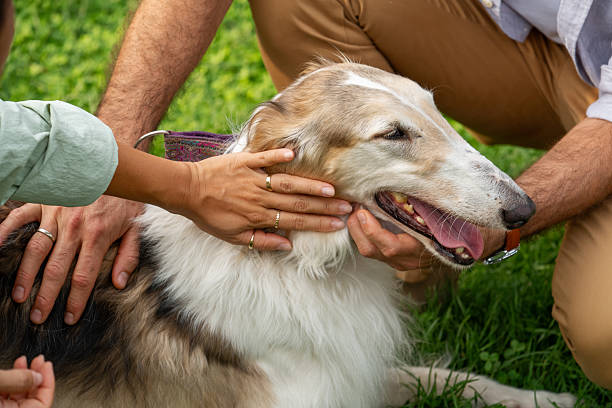 istock Borzoi dog close-up with couple’s hands stroking its fur 2234702712