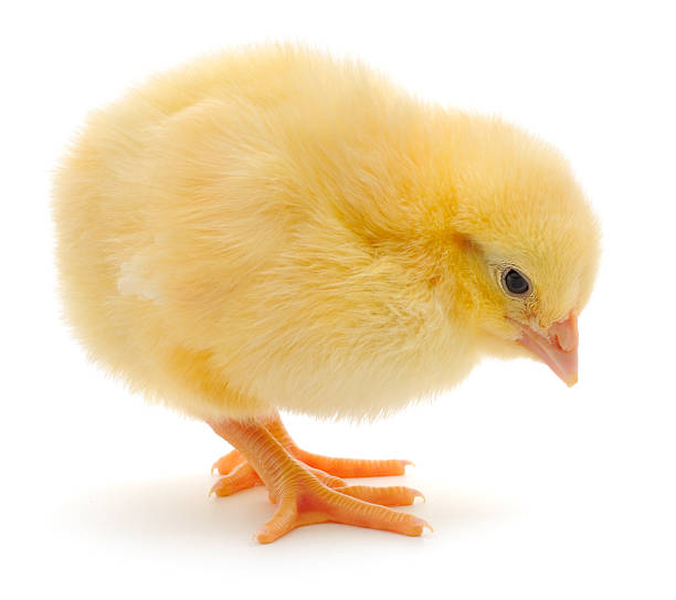 istock Fluffy yellow chick standing isolated on white background 2234703827