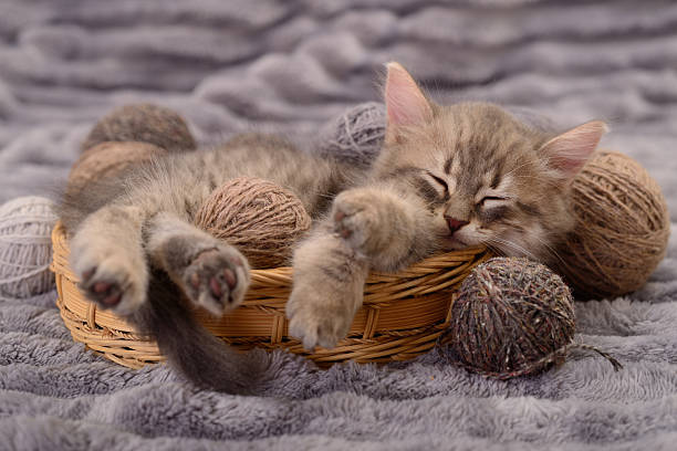 istock Cute kitten sleeping in basket with yarn balls 2234703836