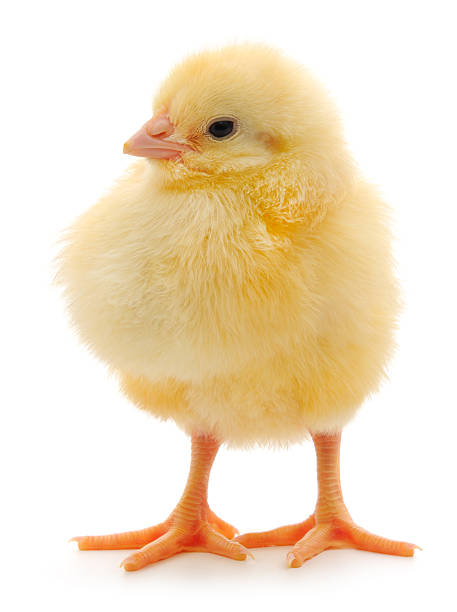istock Fluffy yellow chick with full crop isolated on white background 2234703841