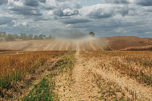 Harvesting winter rapeseed with a Deutz-Fahr combine. High quality photo