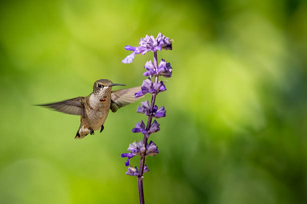 istock A male ruby-throated hummingbird feeding on a blue flower 2234706097