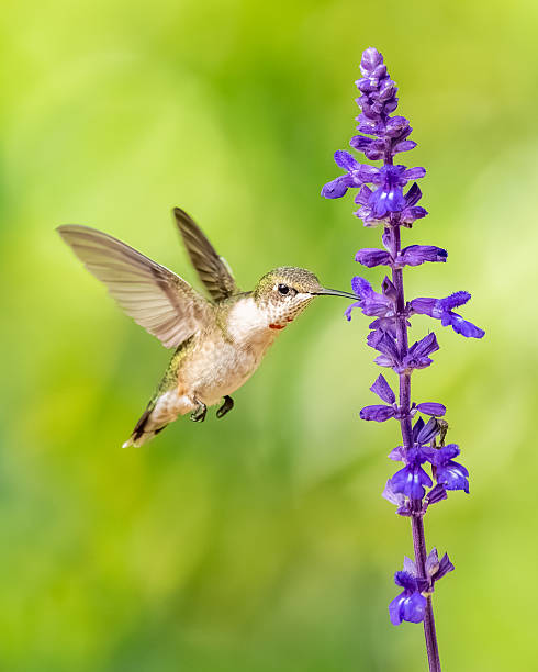 istock A male ruby-throated hummingbird feeding on a blue flower 2234706114
