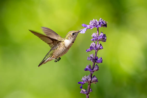 istock A male ruby-throated hummingbird feeding on a blue flower 2234706115