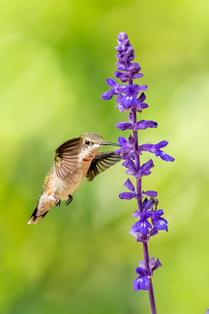 istock A male ruby-throated hummingbird feeding on a blue flower 2234706118