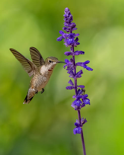 istock A male ruby-throated hummingbird feeding on a blue flower 2234706123