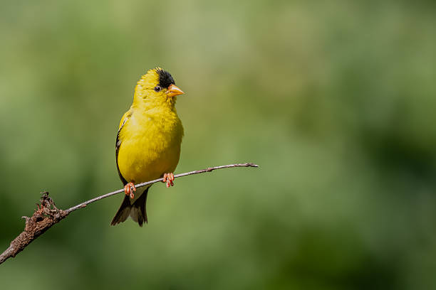 istock An American goldfinch perched on a tree branch 2234706132