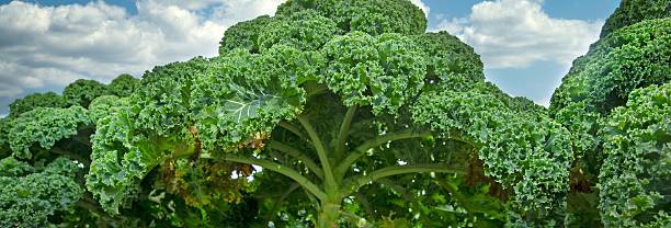 istock Field of cale, green vegetable in the Netherlands 2234707008