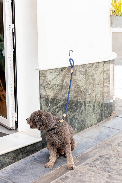 istock Small dog in Tarifa Spain September 2025 2234707484