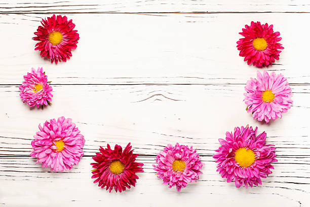 istock pink aster flowers on white wooden background 2234709360