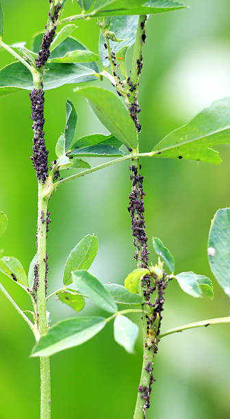 istock On a plant, alfalfa (acacia) aphid Aphis craccivora Koch 2234709943