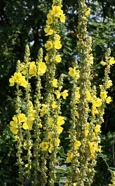 istock It blooms in the wild common mullein, (Verbascum phlomoides) 2234709952