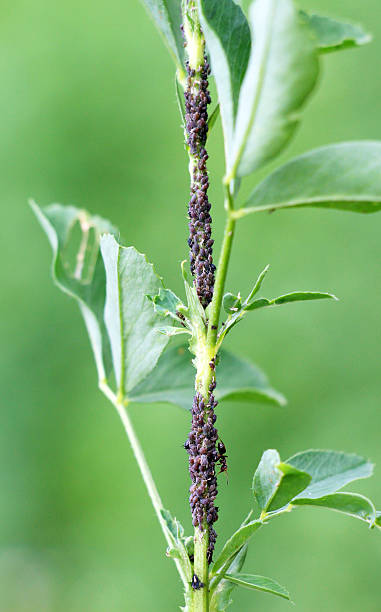 istock On a plant, alfalfa (acacia) aphid Aphis craccivora Koch 2234709969