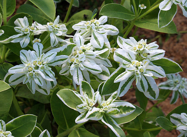 istock Bordered spurge growing in the garden (Euphorbia marginata) 2234710262