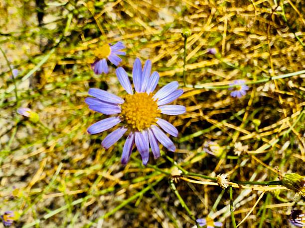Sunflower daisy Osteospermum eklonia in macro shot.