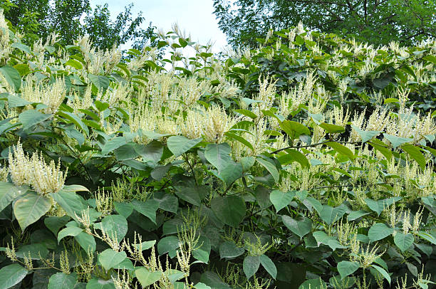 In summer, the perennial plant Reynoutria grows in nature