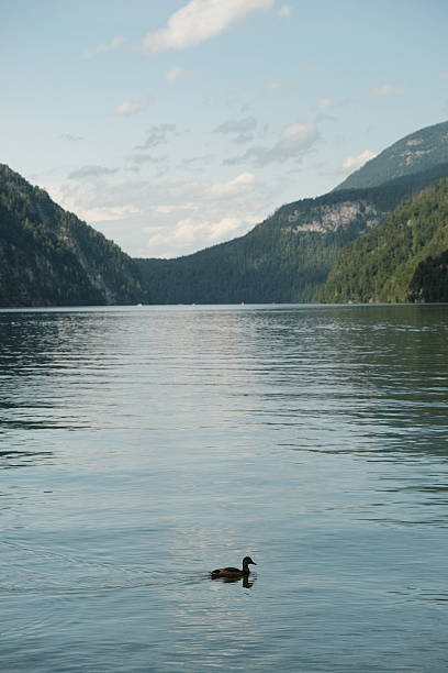 lake and mountains, duck, blue sky, Königssee
