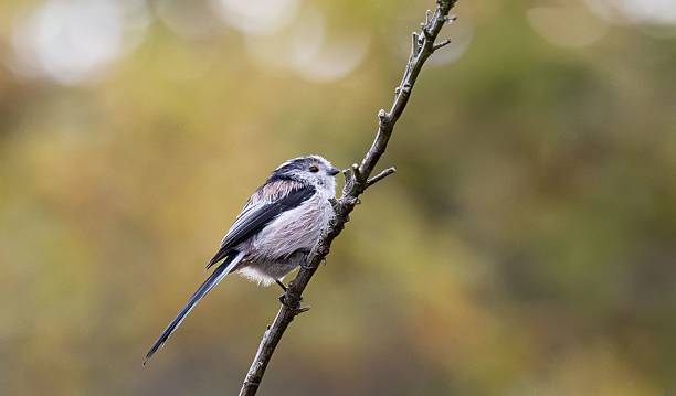 istock Long-tailed tit perched on a branch against a blurred autumn background 2234714389
