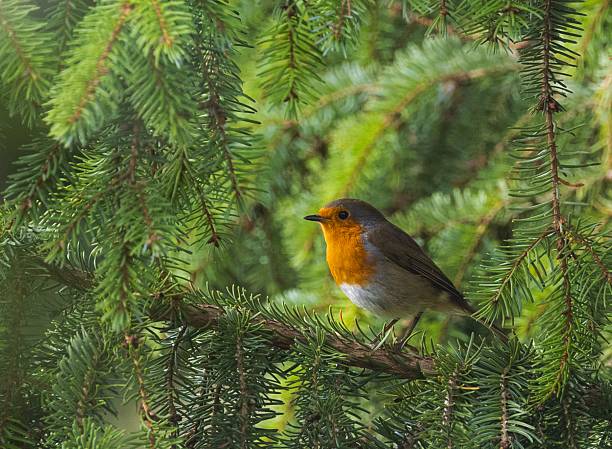 A friendly and tame Robin, which appears when there is gardening going on. It likes disturbed soil, which reveals insects and grubs to feed on. The distinctive orange-red breast feathers make it stand out in the garden. It's bright eyes are on the look out for food and things it can investigate.