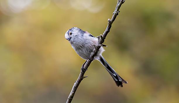 istock Long-tailed tit perched on a branch against a blurred autumn background 2234714395