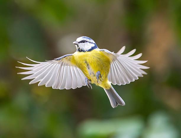 istock Vibrant blue tit bird in mid-flight with wings spread against a blurred green background 2234714401