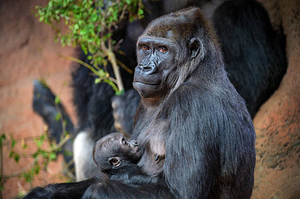 istock Mother Gorilla Holding and Nursing Its Baby 2234715670