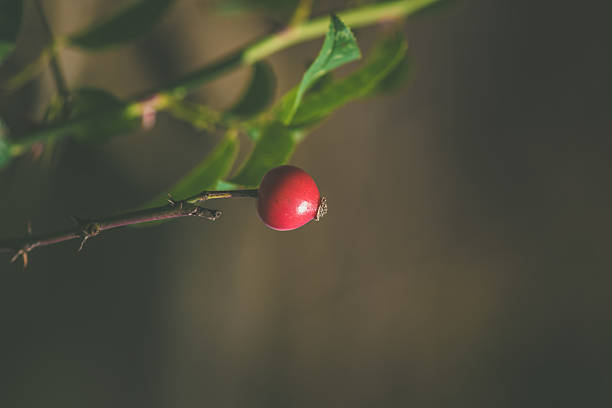 healthy red briar plant in autumn time