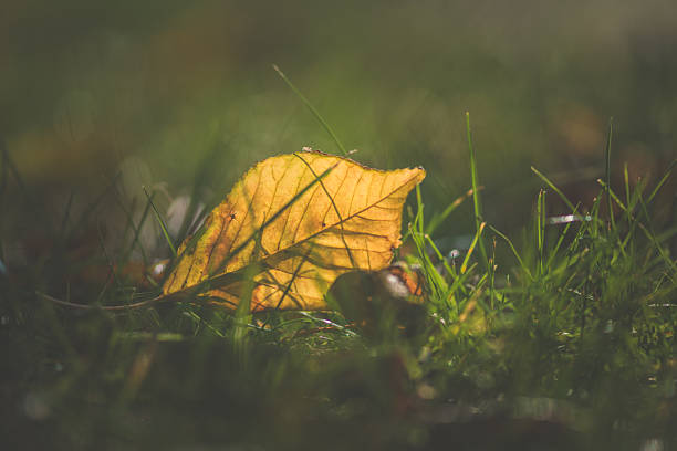 istock colorful autumn leaf, orange color 2234716310