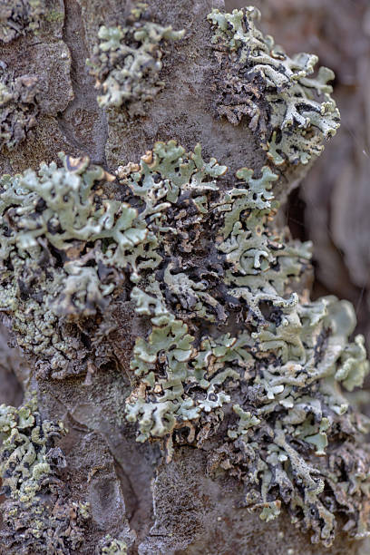 istock Close-Up of Moss and Lichen Textures on Natural Tree Bark Surface 2234720073
