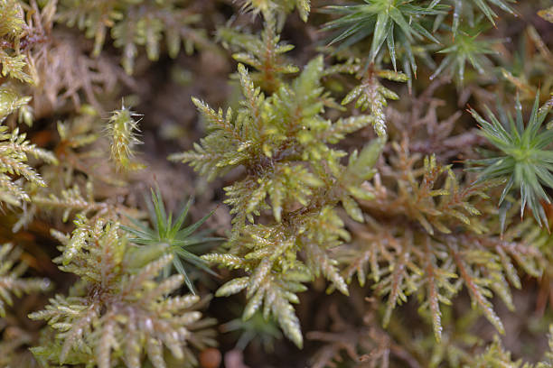 A detailed macro shot capturing vibrant green moss and other vegetation, showcasing intricate textures and natural patterns found in a forest ecosystem.