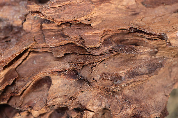 Detailed close-up view of a natural tree bark showcasing its rough texture and deep brown tones. Ideal for backgrounds, nature-themed designs, and concepts related to growth and natural patterns.